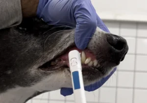 limpieza dental perros