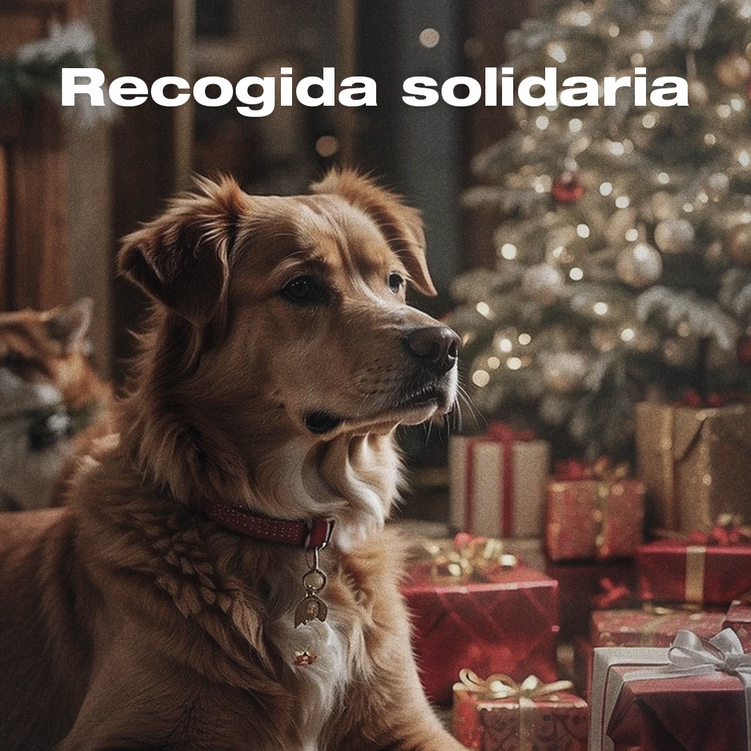 UpDog protectoras recogida