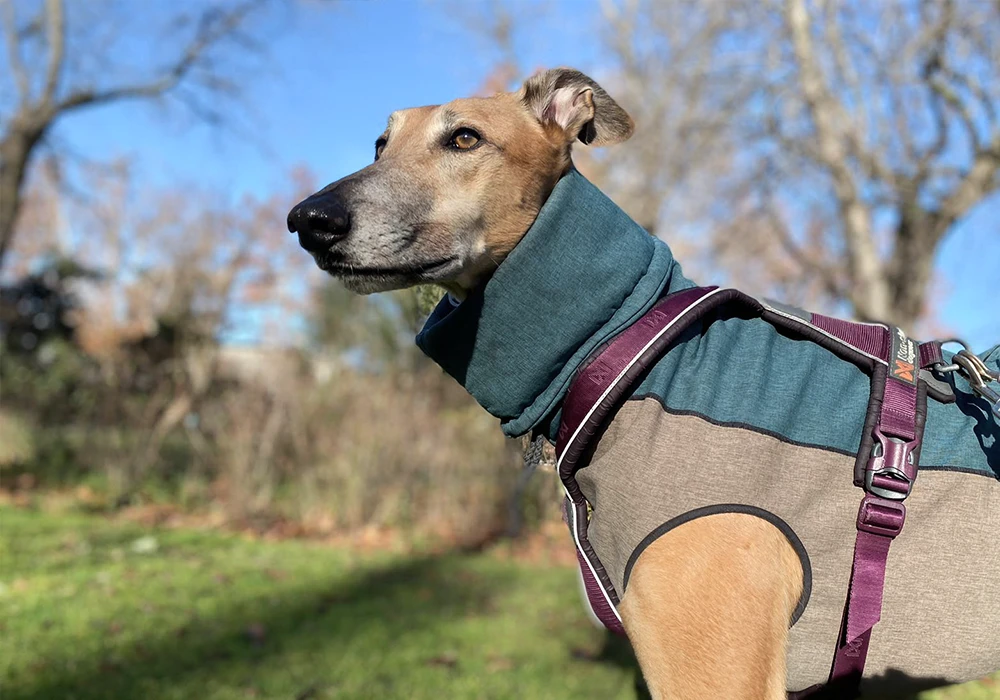Galgos