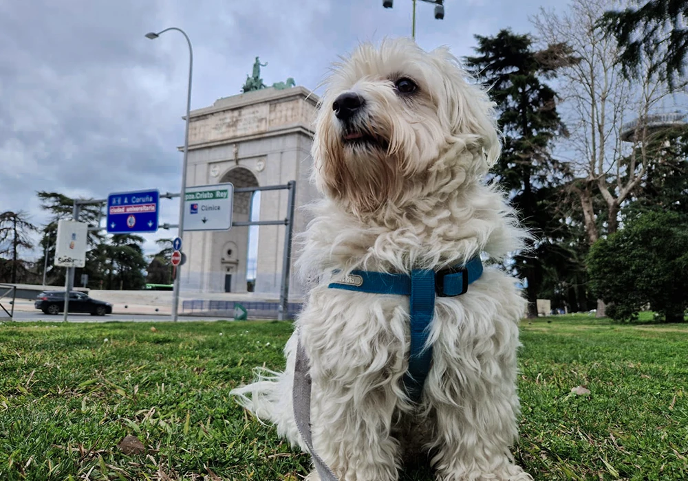 dar un buen paseo perro