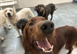 primer día guardería canina