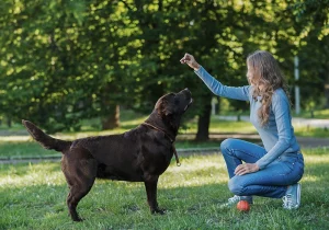 edad entrenar perro