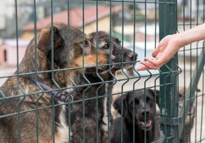 Protectoras perros perreras