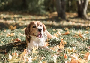 primavera perro madrid