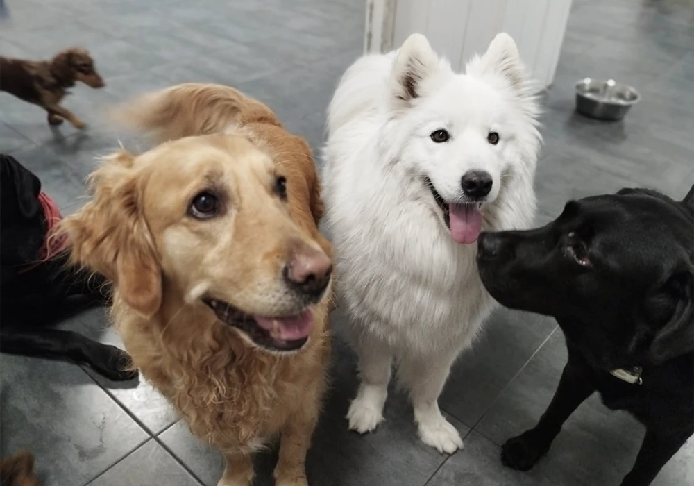 La socialización en una guardería canina