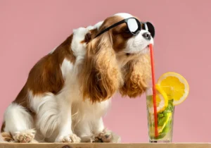 cuidado perros verano