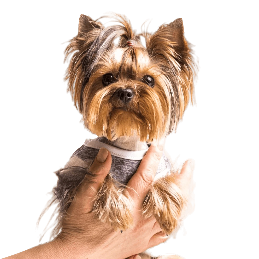 Peluqueria Canina Madrid UpDog