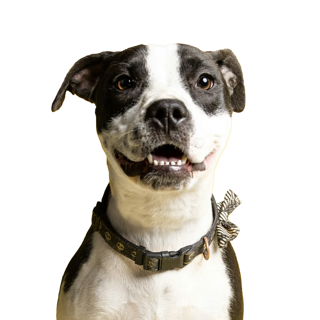 consulta veterinario online
