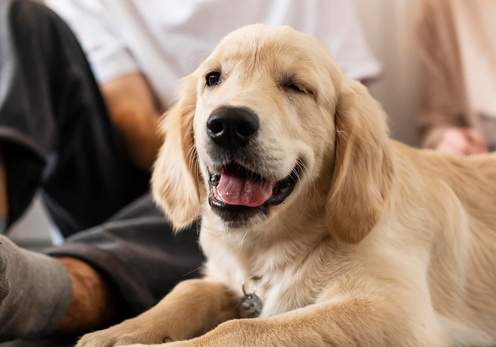 golden retriever