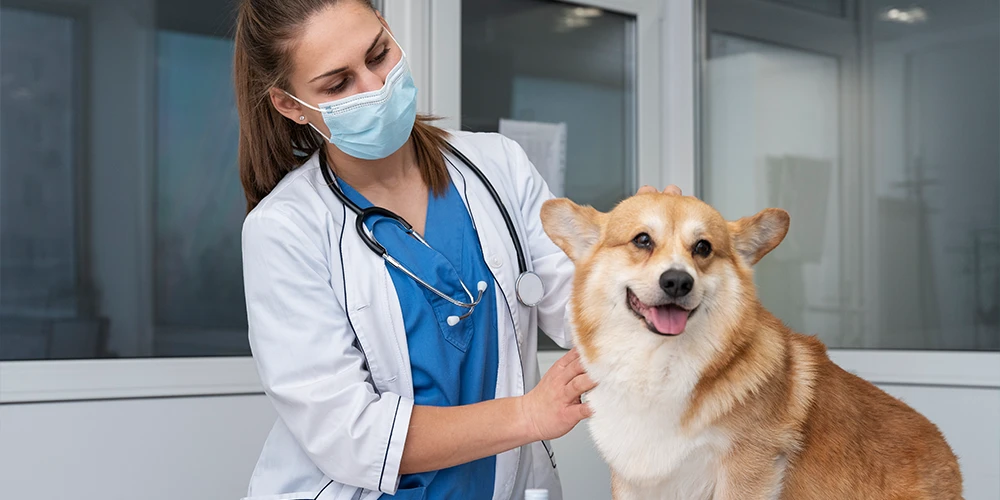 medicina preventiva perros