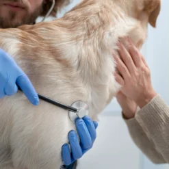 Canine dermatology check-up (previous consultation required)