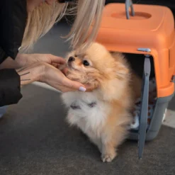 Pasaporte UE para perro a domicilio en Madrid