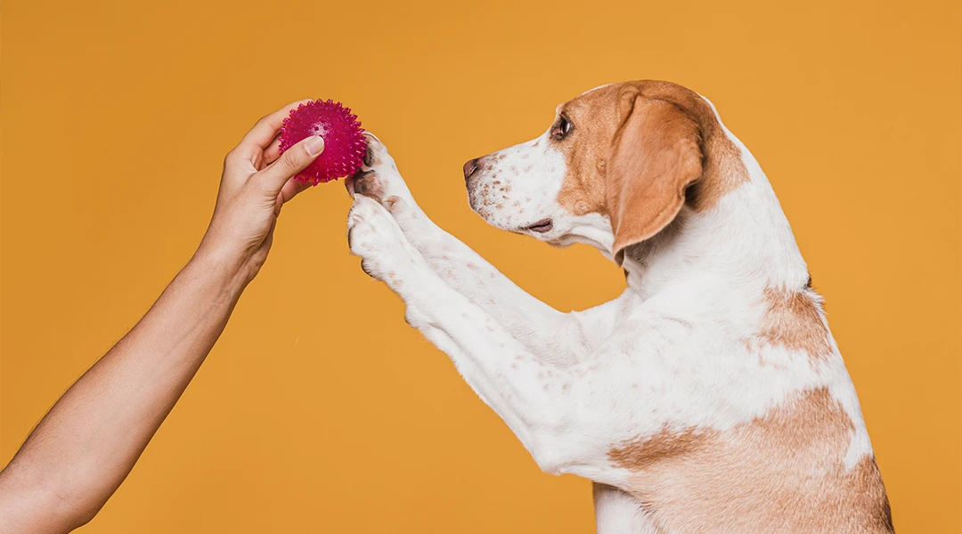 nutricion canina las bases