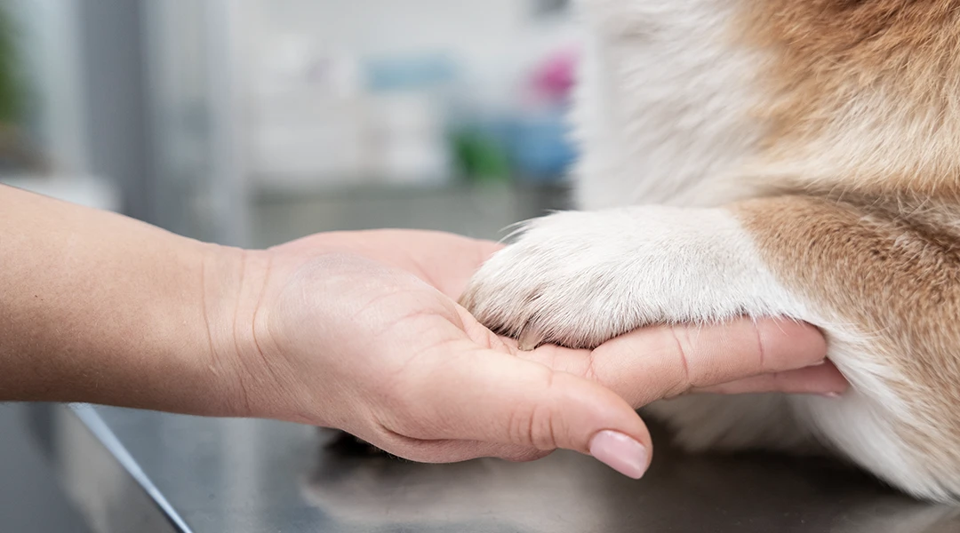 updog dermatologia canina