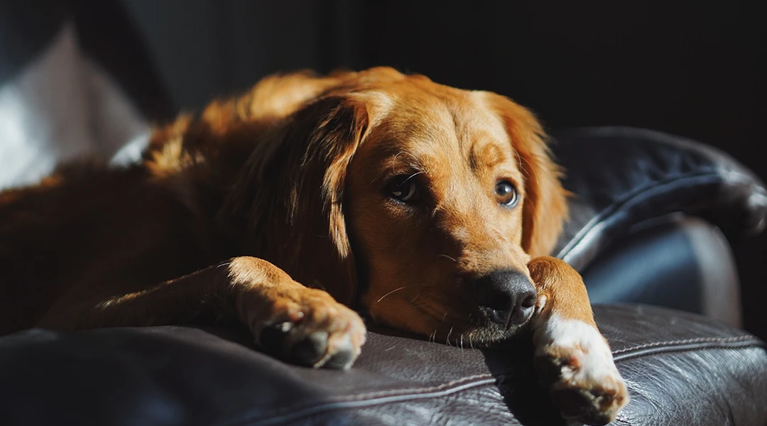 leishmaniosis perros