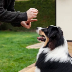 First ethology consultation (Home consultation)
