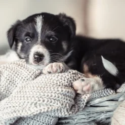 Check Early Education for Puppies (Online Consultation)