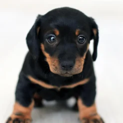 Check early education for puppies (Check El Corte Inglés Pozuelo)