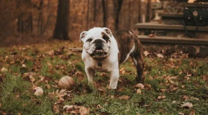 bulldog curiosidades