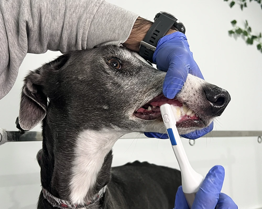 limpieza dental canina en madrid