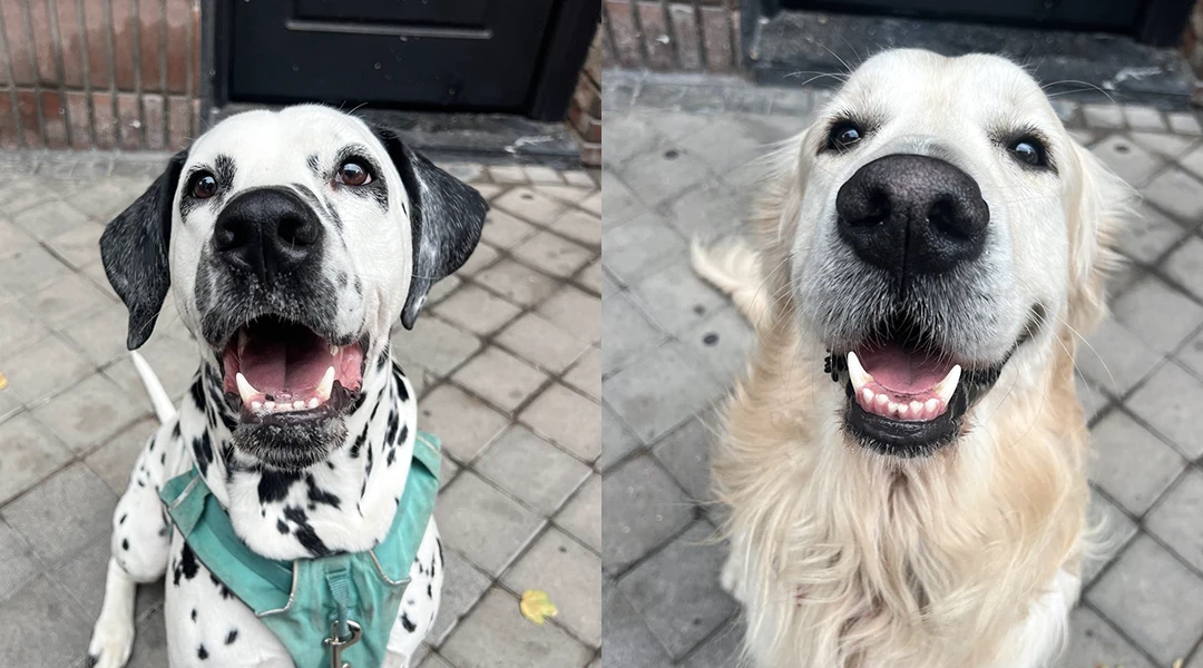 limpieza dental perros Madrid