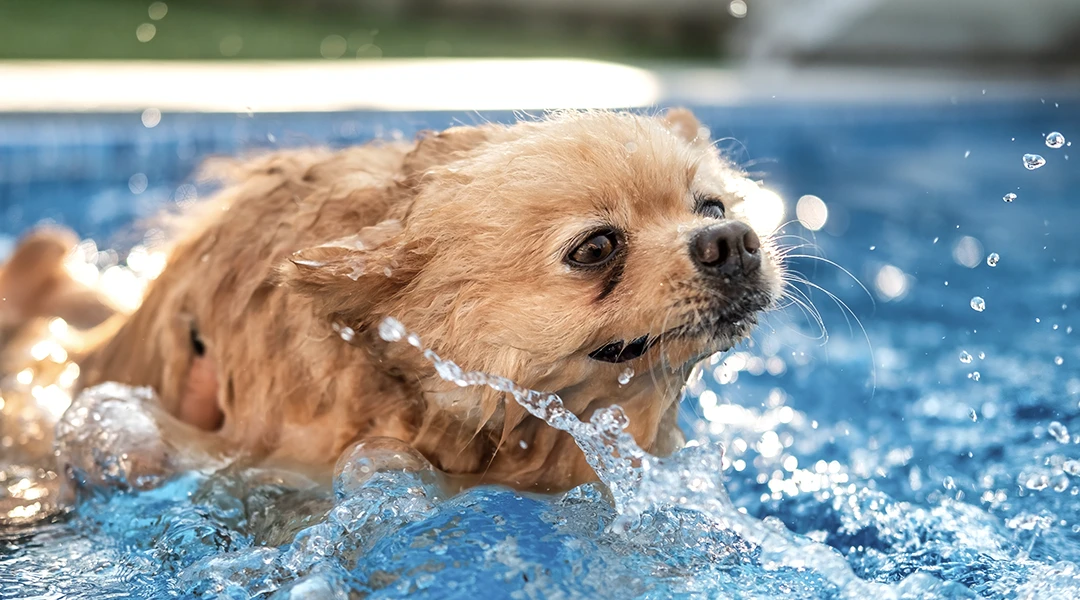cuidar perro verano
