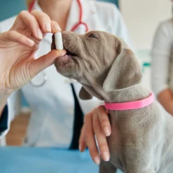 desparasitación perros