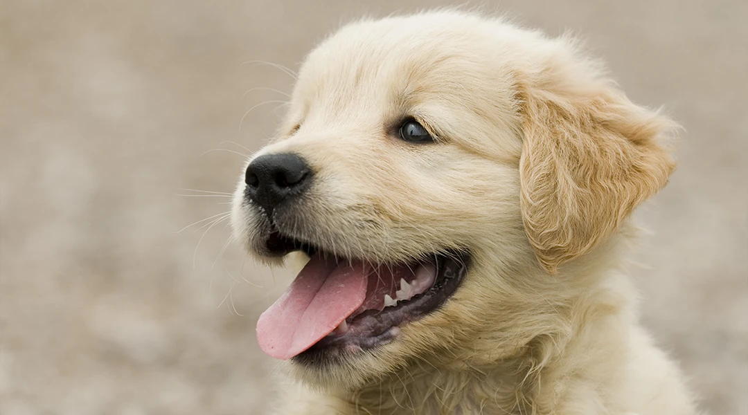 cachorro 3