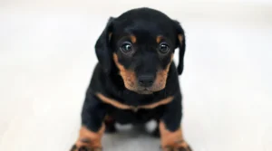 cachorro blog