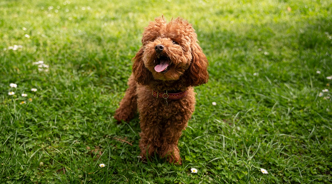 cachorro 2