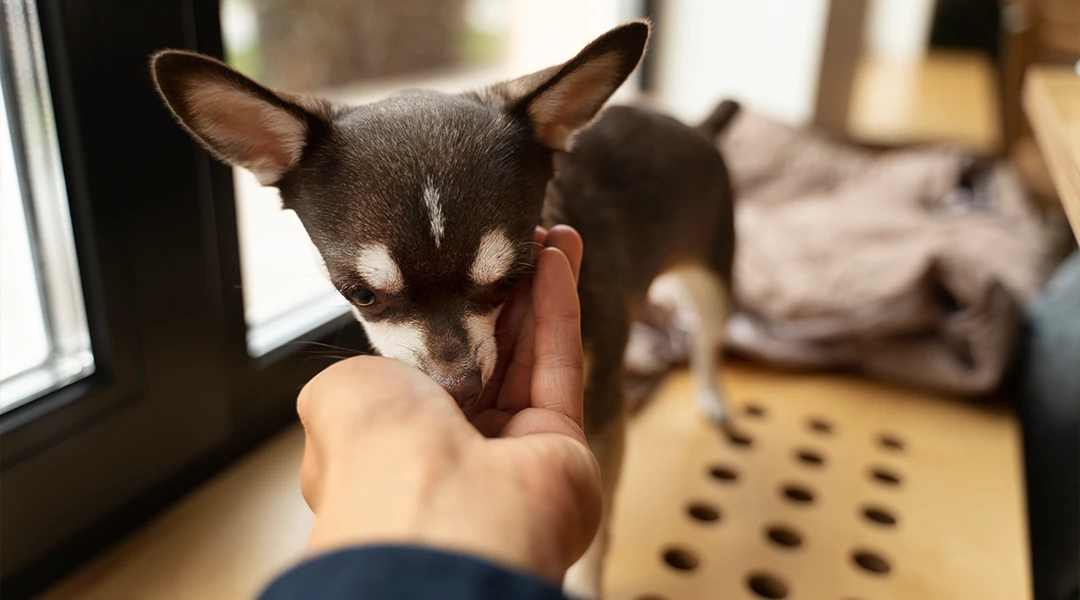 chihuahua