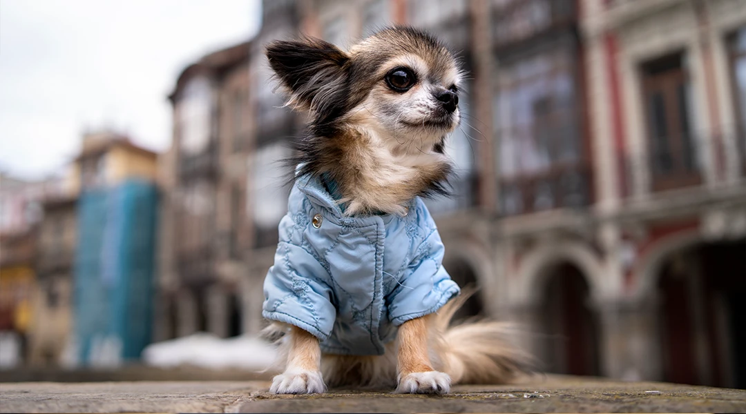 chihuahua