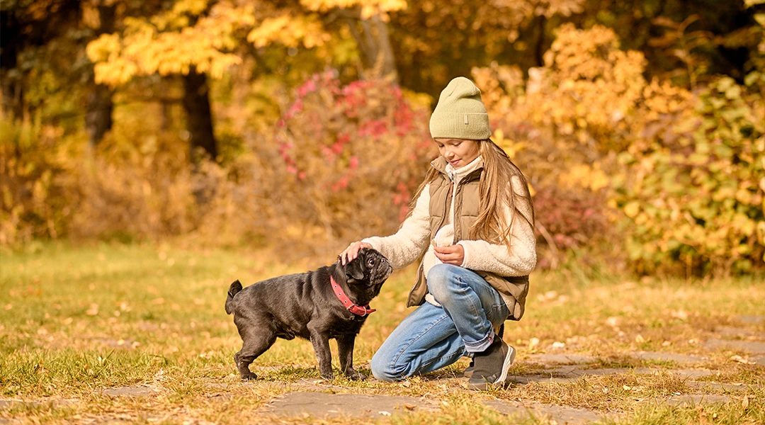 cuidado perros otoño