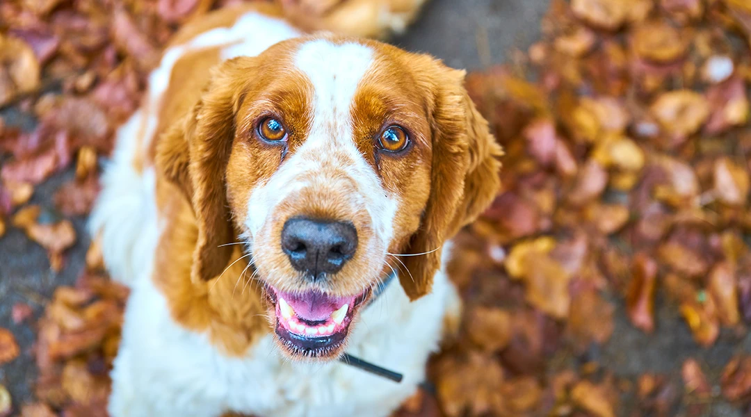 cuidado perros otoño