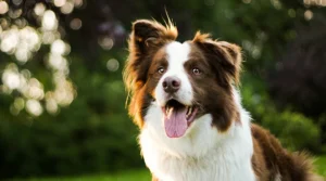 Border collie: origen, personalidad y curiosidades de una de las razas más inteligentes