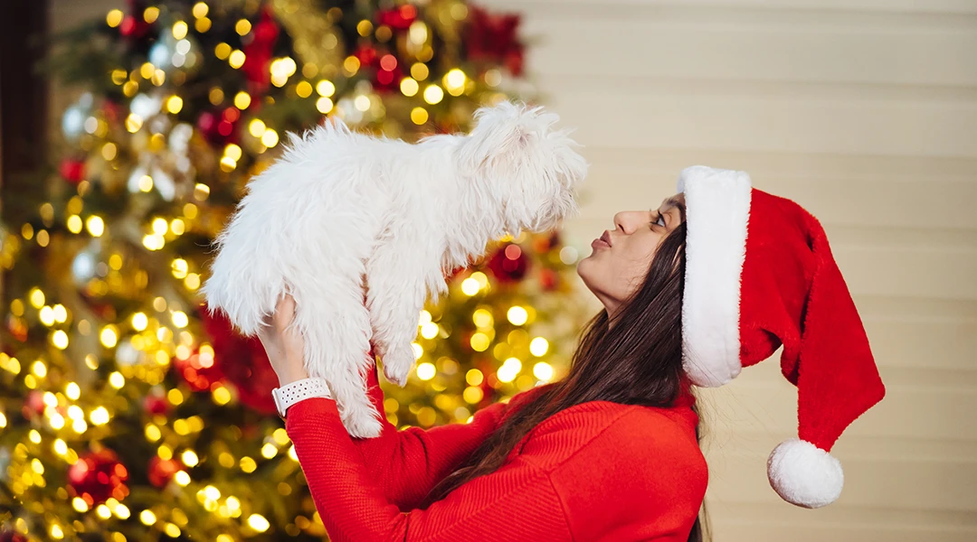navidad con perro 25
