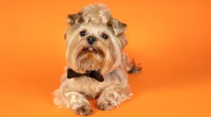 El Yorkshire Terrier: historia, características y curiosidades para celebrar su día