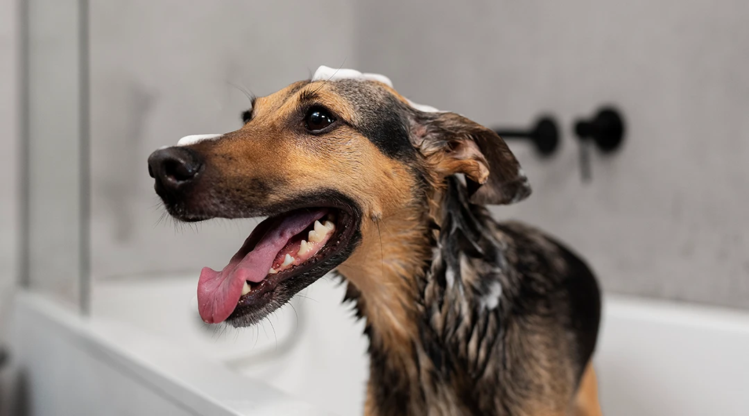 cada cuanto bañar perro 2