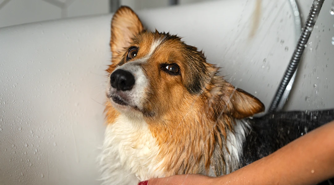 cada cuanto bañar perro 3