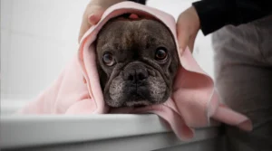 ¿Cada cuánto hay que bañar a un perro? Guía práctica desde la peluquería canina