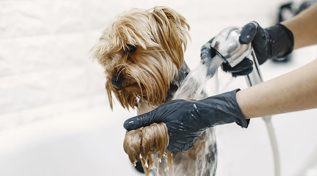 cada cuanto bañar perro 4
