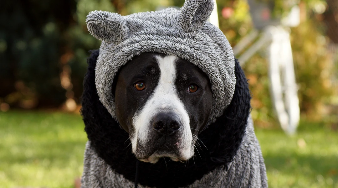cuidar perro invierno 2