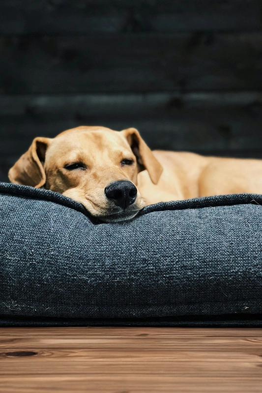 hotel canino en madrid updog cuzco