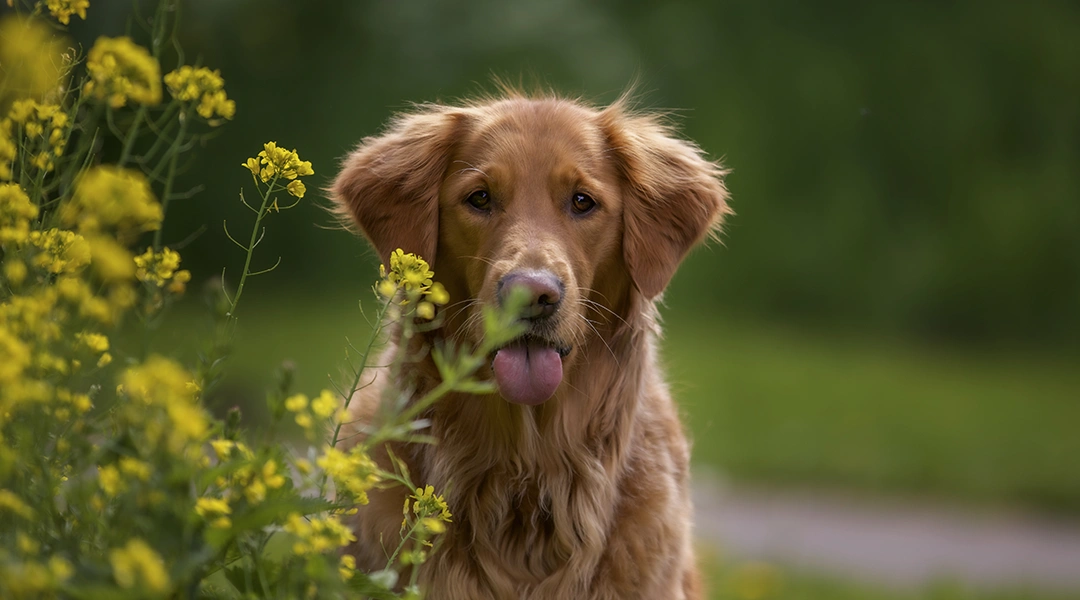 cuidados del perro en primavera 2