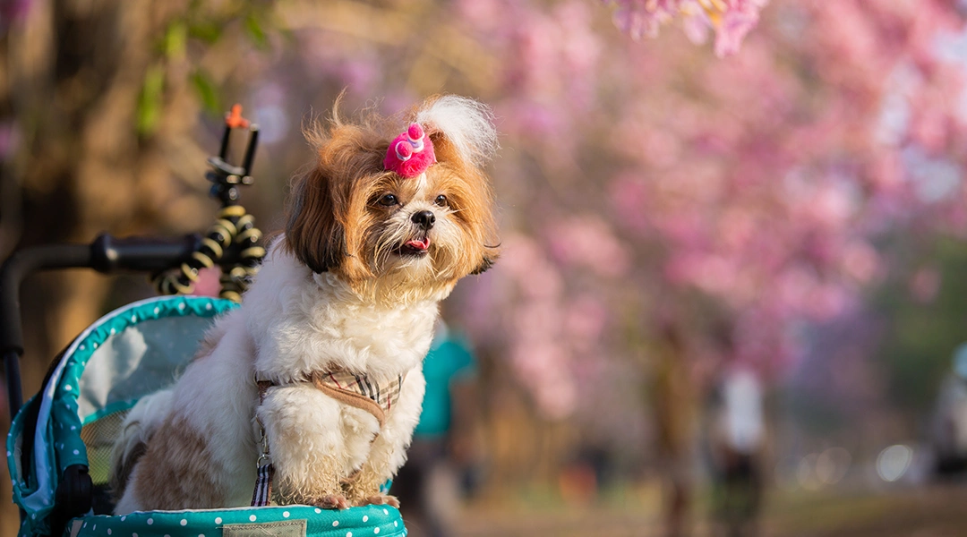 cuidados del perro en primavera 3
