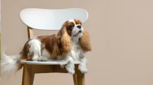 Cavalier King Charles Spaniel: historia, carácter y cuidados de un perro único