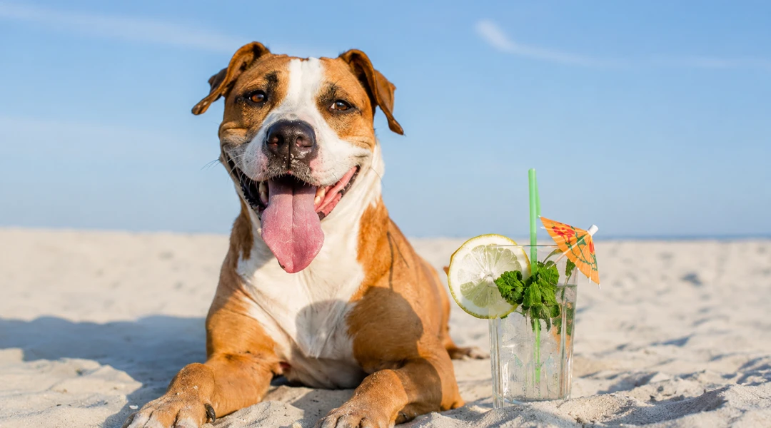 cuidar perros verano 2026