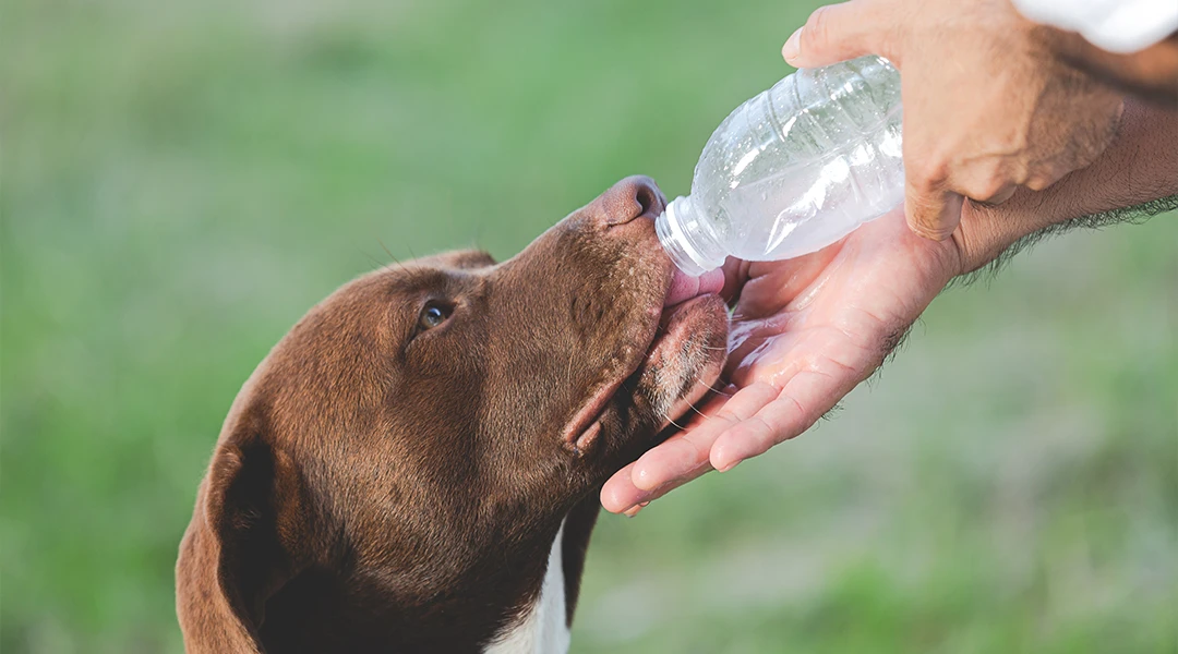 cuidar perros verano 2026