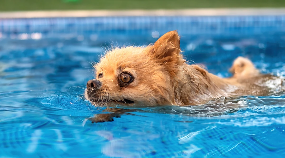 cuidar perros verano 2026