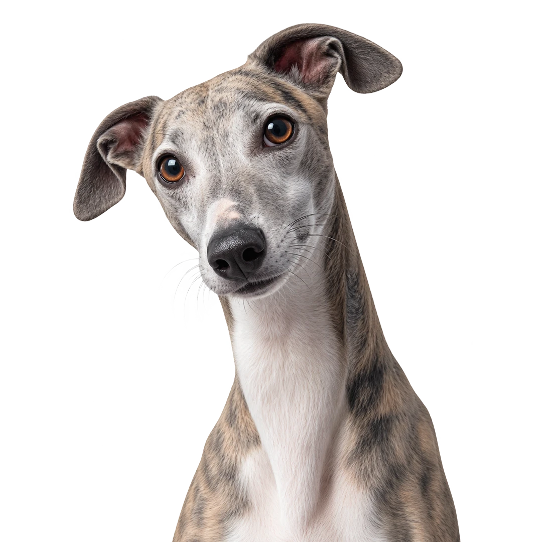 Servicios UpDog Cuidado Integral Canino